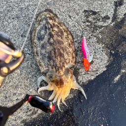 モンゴウイカ