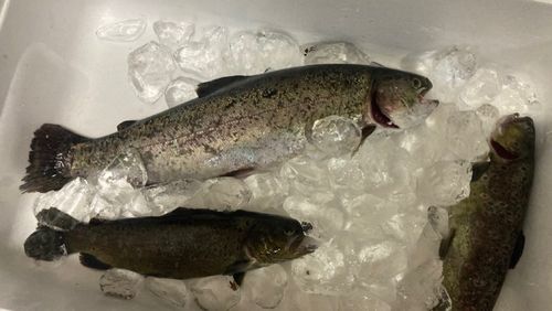 ニジマスの釣果