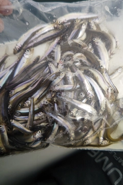 ワカサギの釣果