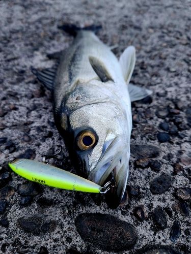 セイゴ（マルスズキ）の釣果