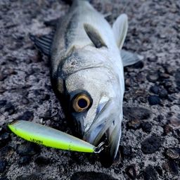 セイゴ（マルスズキ）