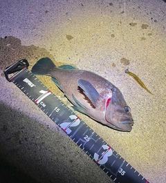 マゾイの釣果