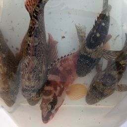 カサゴ