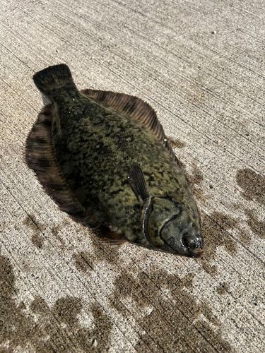 クロガレイの釣果