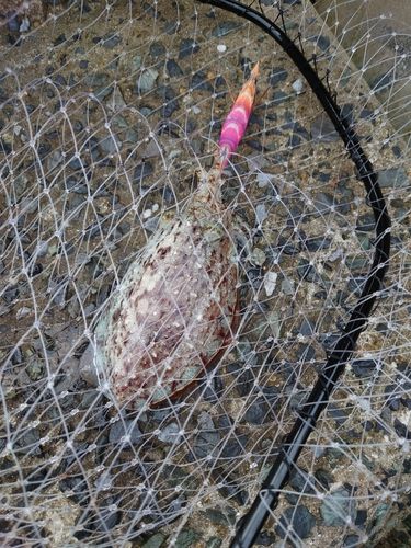 マツバイカの釣果