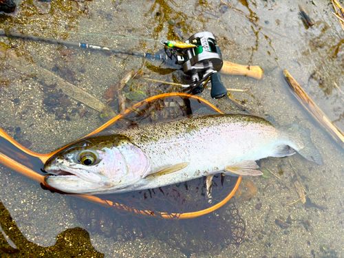 ニジマスの釣果
