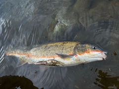 マルタウグイの釣果