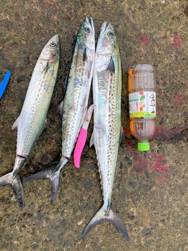 サゴシの釣果