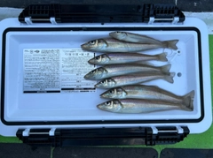 シロギスの釣果