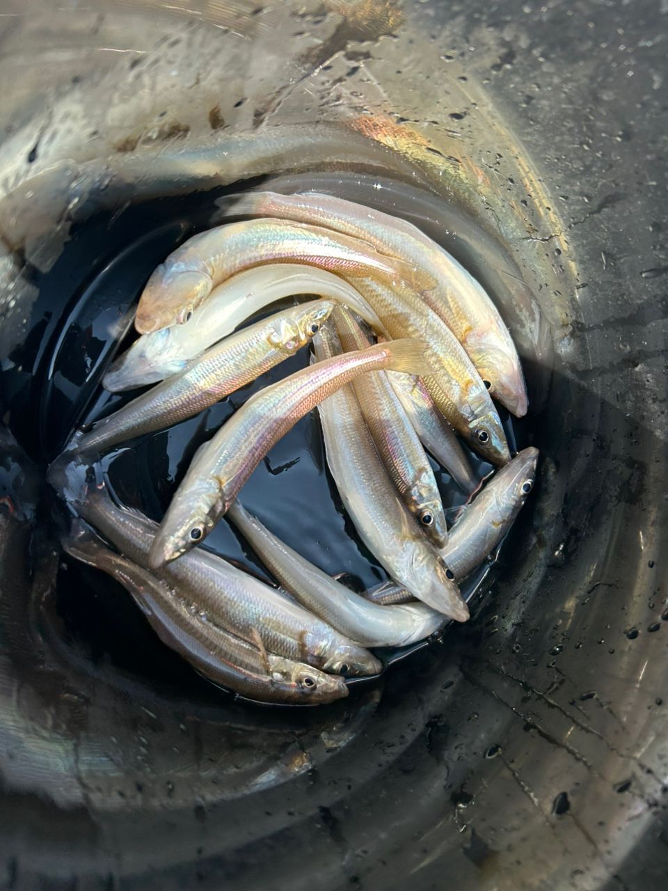 みき0110さんの釣果 2枚目の画像