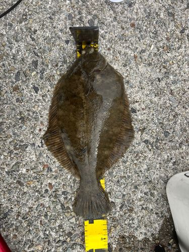 マコガレイの釣果