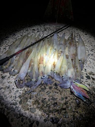 ヤリイカの釣果