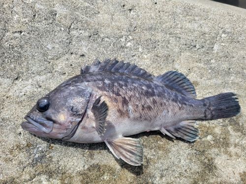クロソイの釣果