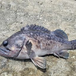 クロソイ