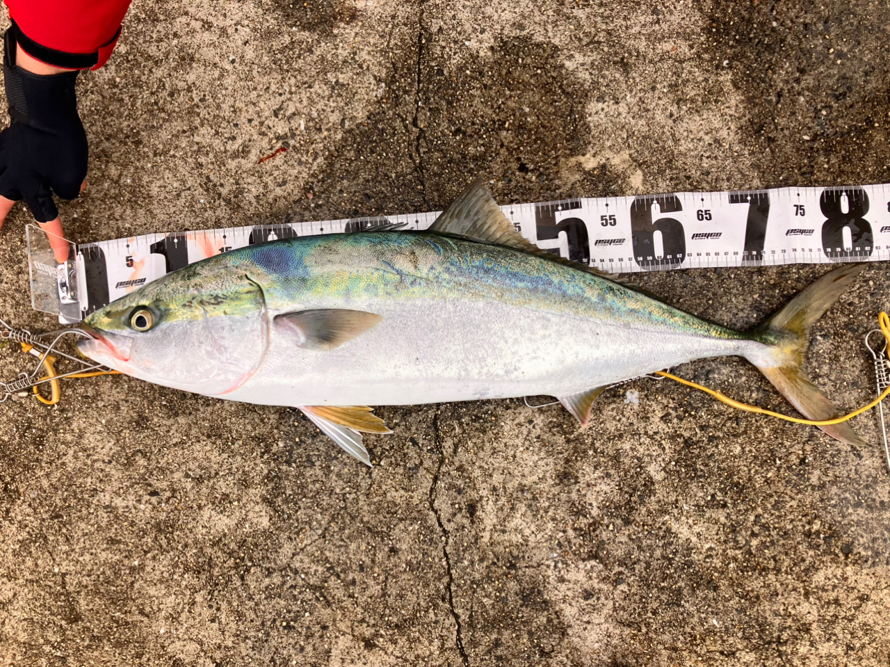 SHIMANO 19コルトスナイパー SS S96Mの最安値・インプレ・釣果