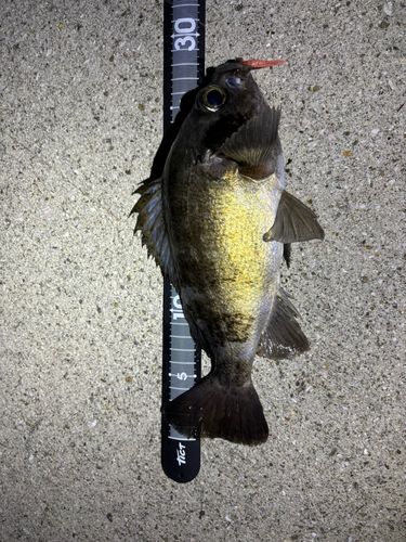 メバルの釣果