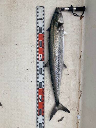 サワラの釣果