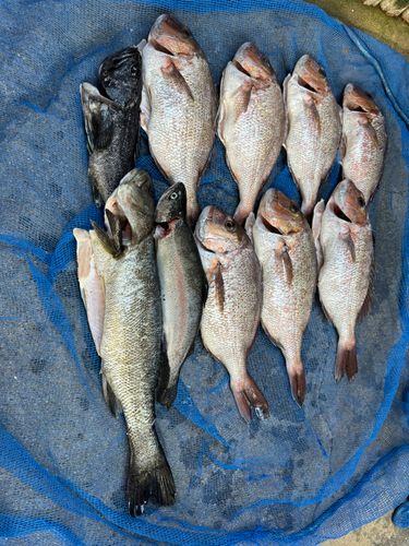 タイの釣果