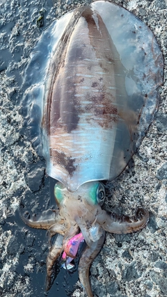 ミズイカの釣果