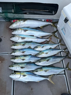ヤズの釣果