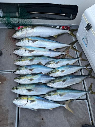 ヤズの釣果