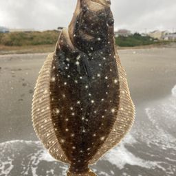 ヒラメ