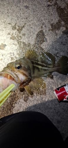 シマソイの釣果