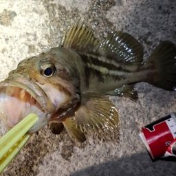 シマソイ