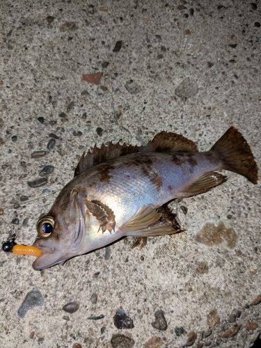 メバルの釣果
