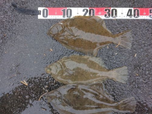 カレイの釣果
