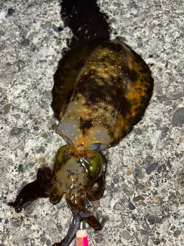 アオリイカの釣果