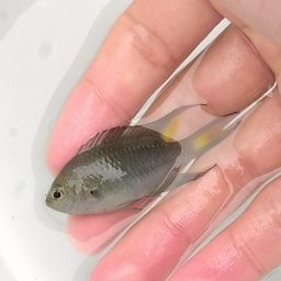 リボンスズメダイ