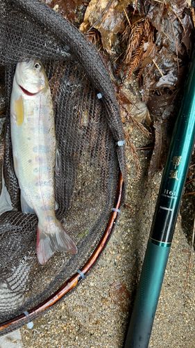 ヤマメの釣果