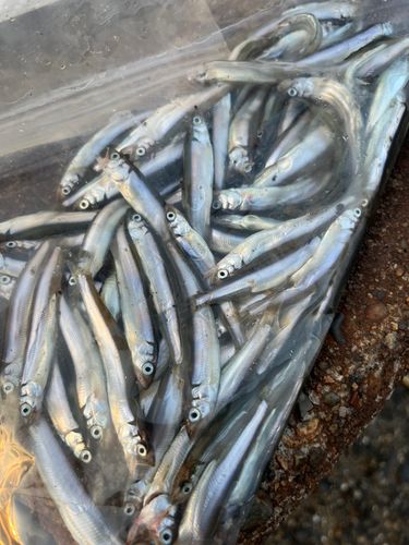 クロメバルの釣果