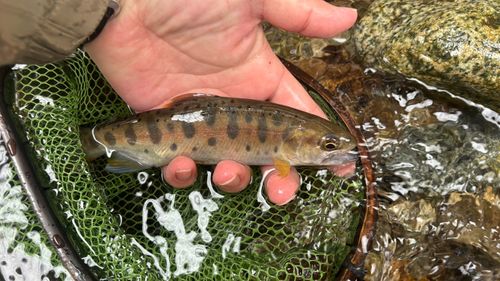 ヤマメの釣果