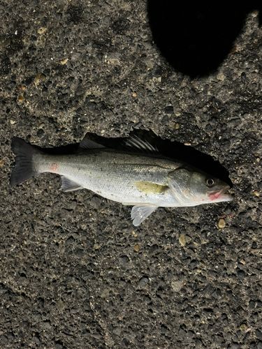 セイゴ（マルスズキ）の釣果