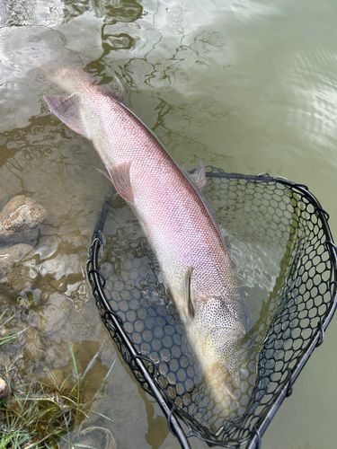 イトウの釣果