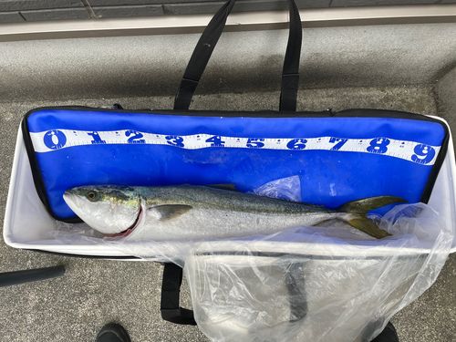 ブリの釣果