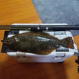 ヒラメ