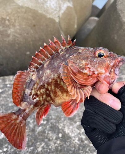 カサゴの釣果
