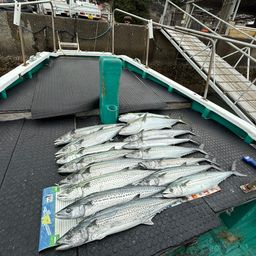 サワラ