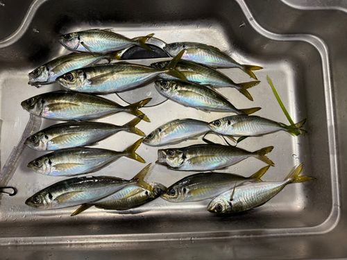 アジの釣果