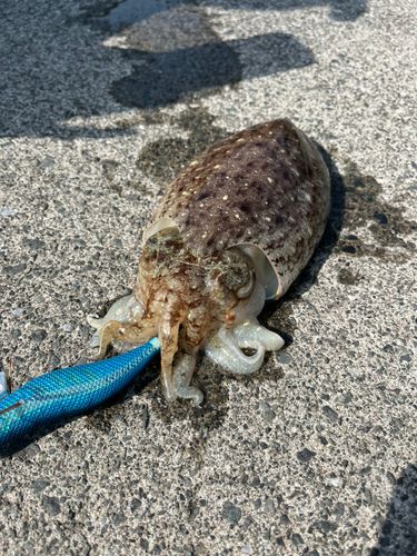 コウイカの釣果