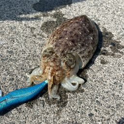 コウイカ