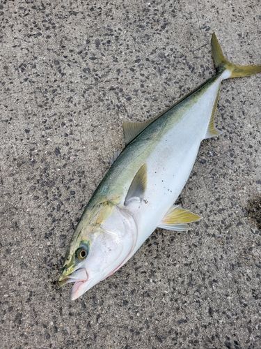 ブリの釣果