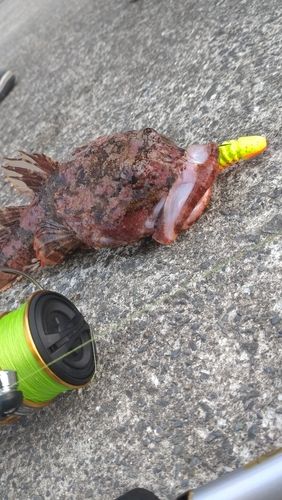 ギスカジカの釣果