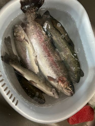 ニジマスの釣果