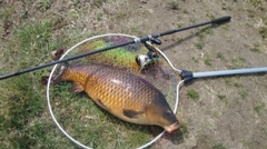 コイの釣果