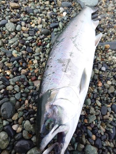 サクラマスの釣果