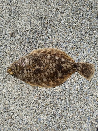 カレイの釣果
